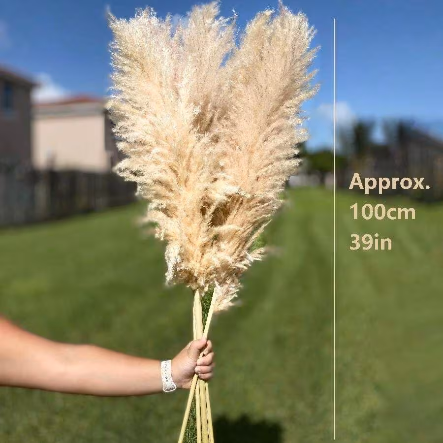  Fluffy Pampas Grass