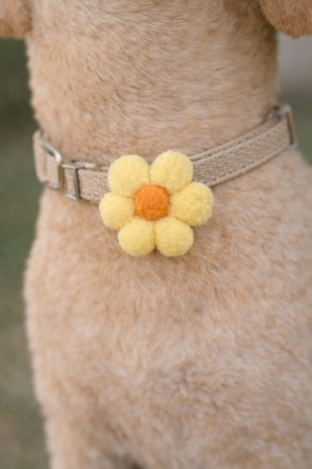 Collar