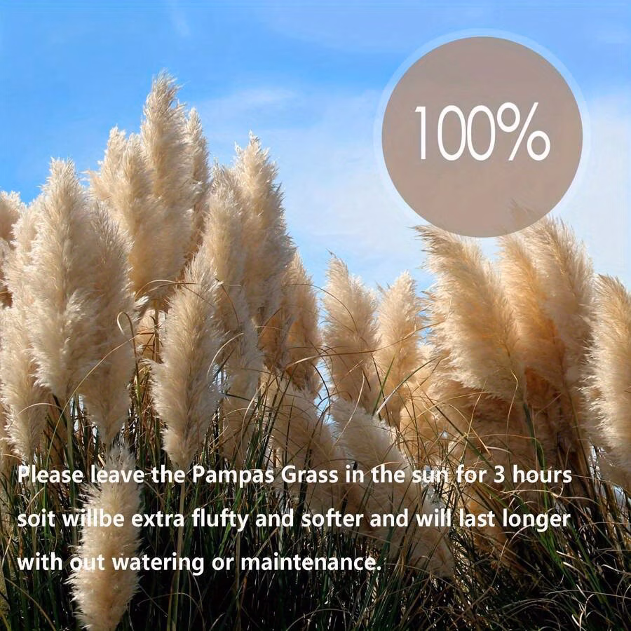  Fluffy Pampas Grass